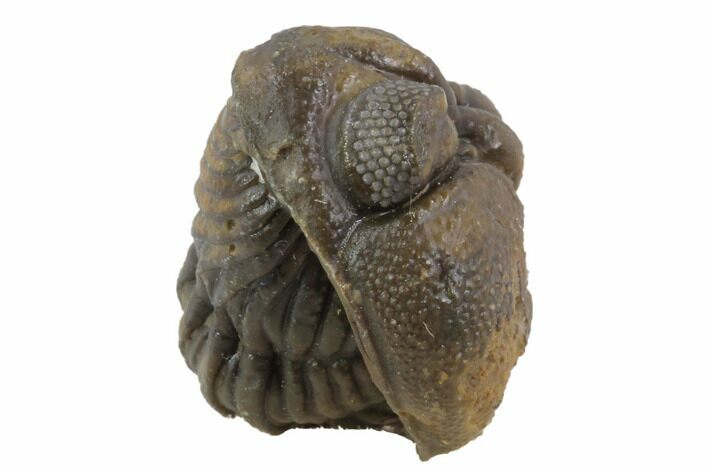 Bumpy Enrolled Morocops (Phacops) Trilobite #86447